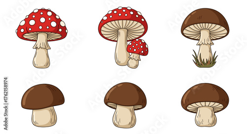 Charming collection of colorful and natural mushrooms perfect for autumn designs