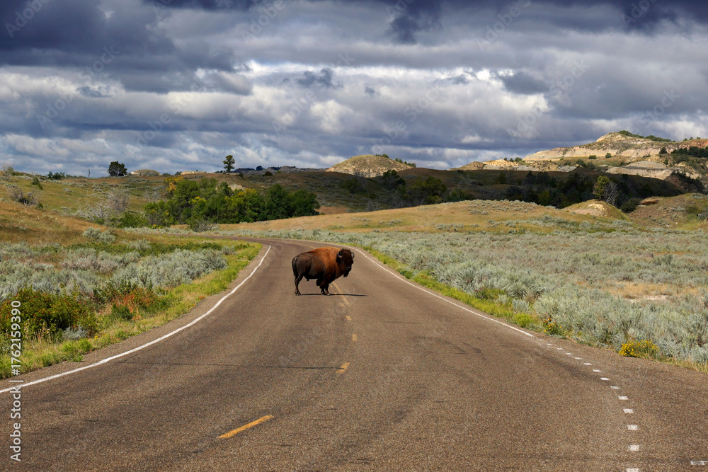 Fototapeta premium Lone bison stands in the road in Theodore Roosevelt National Park