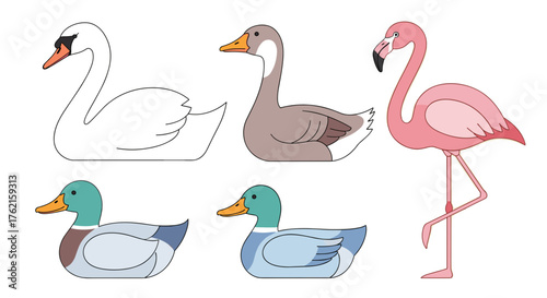 Elegant waterfowl collection featuring swan, geese, ducks, and flamingo for nature designs