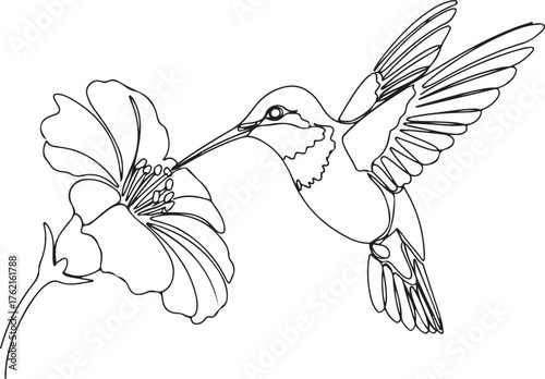 Hummingbird drinking nectar from flower line art isolated on white background