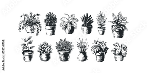 Collection of Hand Drawn Potted Houseplants