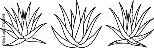 set of Aloe Vera line art, coloring book page line art drawing, vector and illustration