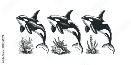 Three Orcas Amidst Aquatic Plants in Scratchboard Style