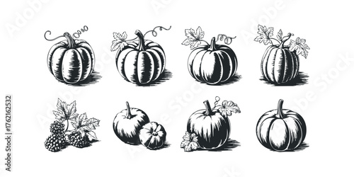 Collection of hand-drawn pumpkins and gourds with leaves and vines