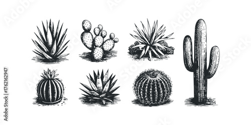 Collection of sketched desert succulents and cacti plants