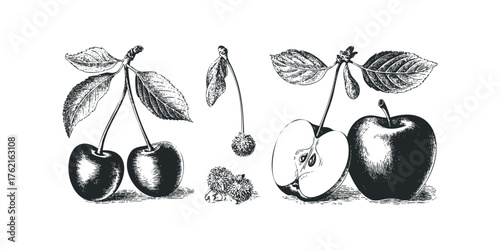 Vintage black and white illustration of cherries and apple