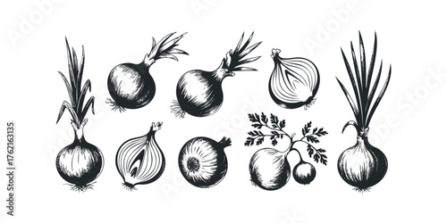 Hand Drawn Onions and Greens Sketch Collection