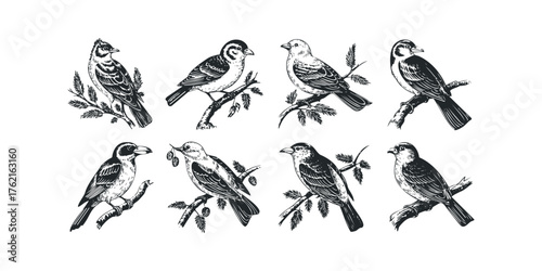 Collection of Engraved Small Birds Perched on Branches