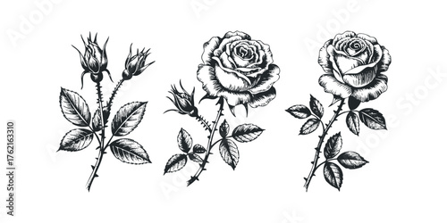 Vintage floral engraving of roses and buds