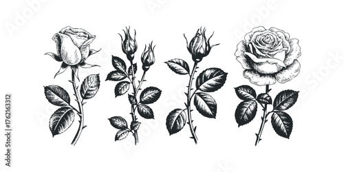 Black and white sketch of rose stems with blooms and buds