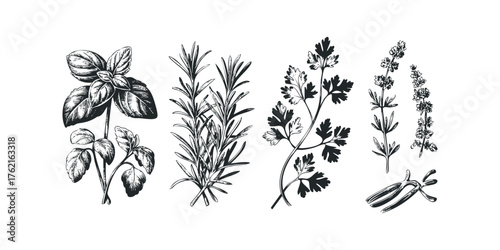 Collection of Hand Drawn Herbal Sprigs