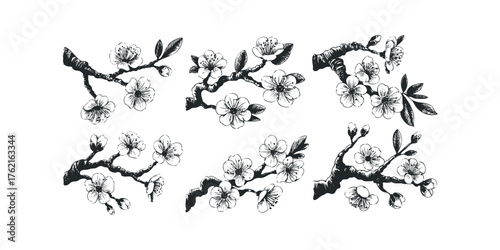 Black and white ink drawing of blooming cherry blossom branches
