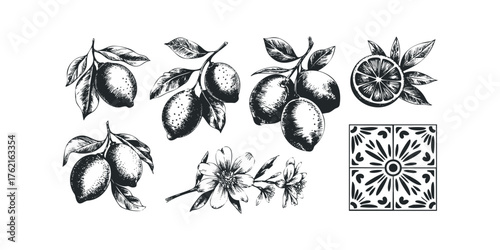 Hand Drawn Lemon Branches and Flower Sprig With Decorative Tile