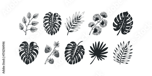 Collection of Black and White Botanical Line Art Elements