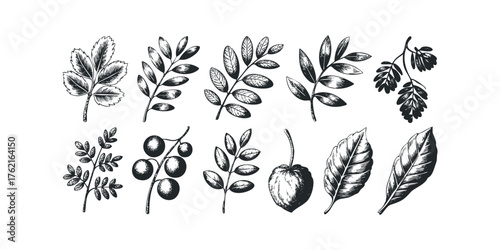 Collection of Hand Drawn Botanical Sprigs and Leaves
