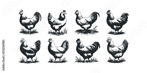 Eight monochrome chicken line drawings on white background