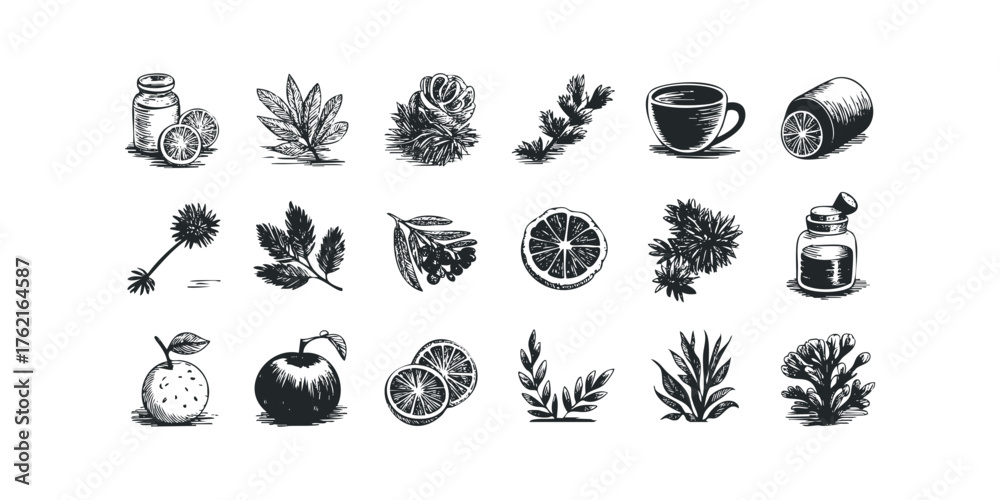 Fototapeta premium Hand drawn botanical elements for herbal remedies and potions