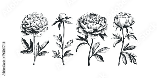 Paeony floral illustration with buds and leaves