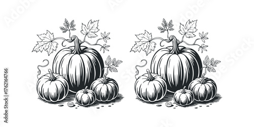Group of Pumpkins and Vine Leaves in Outline Style