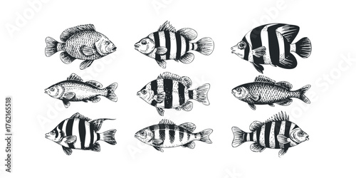Collection of Hand Drawn Aquatic Life Sketches