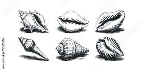 Six Detailed Engraved Shells on White Background