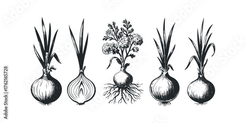 Five hand-drawn onions with leafy greens and roots displayed