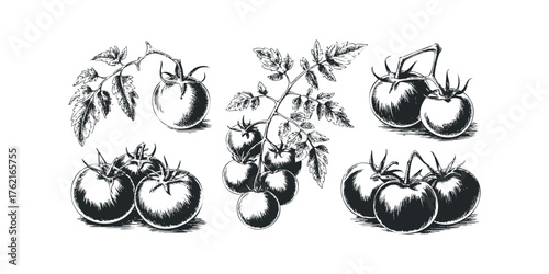 Sketch of Fresh Tomatoes on Vine With Leaves