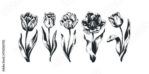 Five Hand-Drawn Tulip Flowers in Black and White