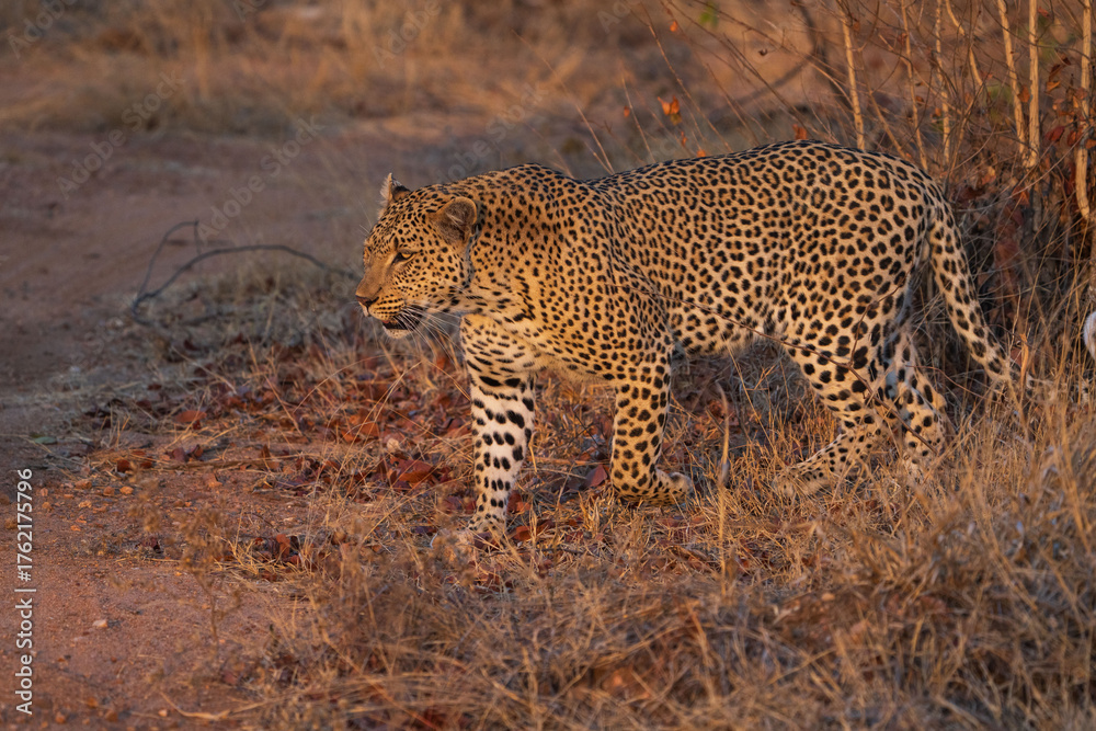 Obraz premium A leopard walking onto the dirt road in the golden afternoon light, Greater Kruger.