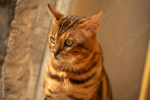 Canvas Print The cat is waiting for its owner at the window