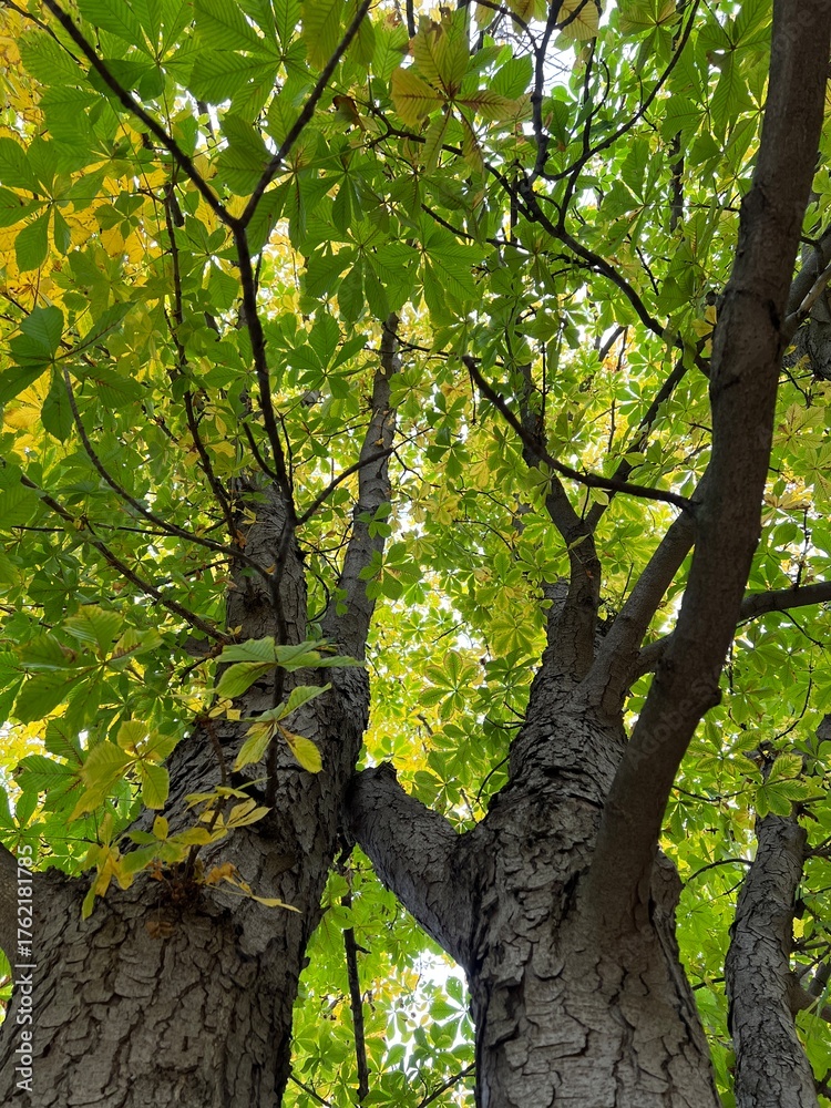 Fototapeta premium Bottom view: trunk and branches of a chestnut tree with yellow and green leaves reaching upwards towards the sky