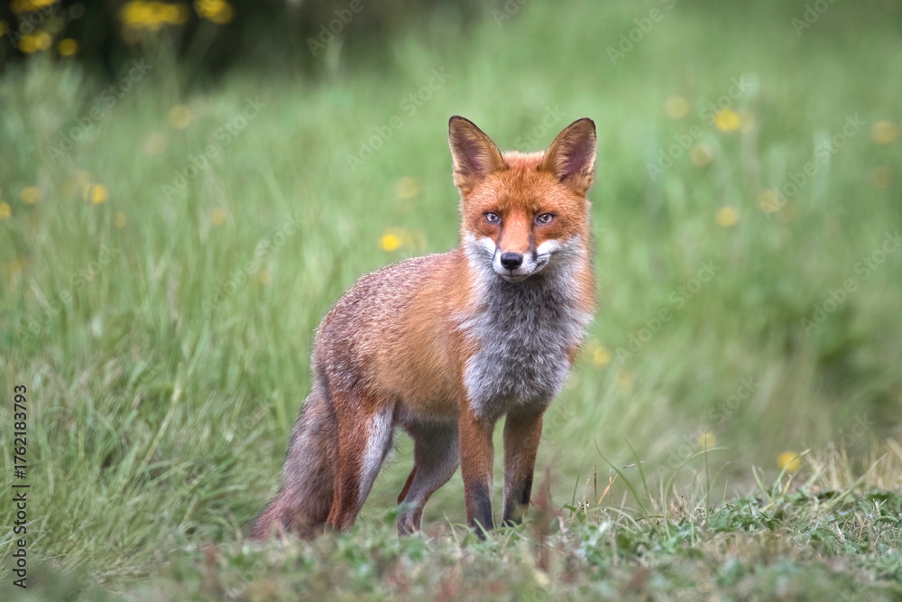 Fototapeta premium A close up portrait of a red fox, vulpes vulpes, as it stands in a field looking at the camera A natural out of focus background provides space for text copy