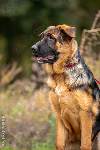 german shepherd puppy