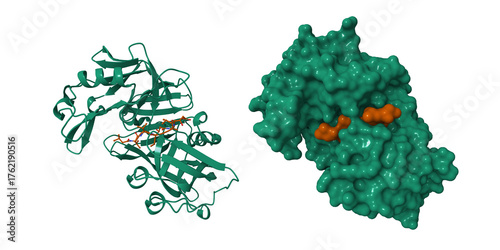 The crystal structure of human pepsin (green) and its complex with pepstatin (brown). 3D cartoon and molecular surfaces models, pdb 1pso