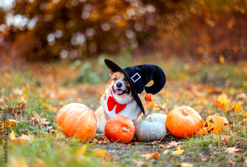A cute corgi dog in a carnival costume and hat sits among orange pumpkins and...