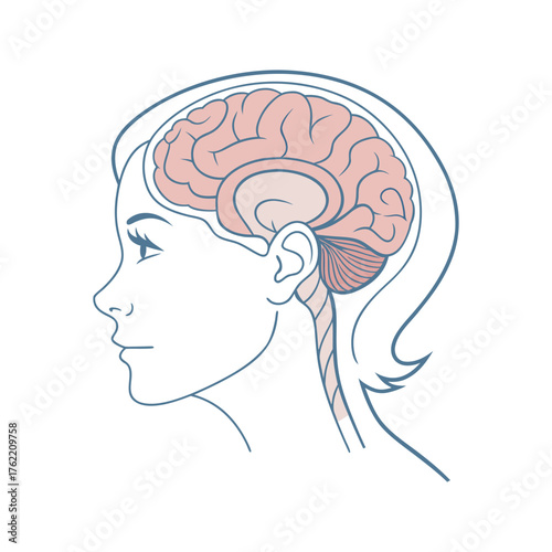 Side profile of human head with detailed brain anatomy diagram isolated on white background
