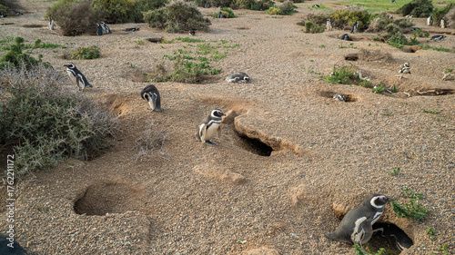A group of penguins stands on the territory of the Atlantic coast