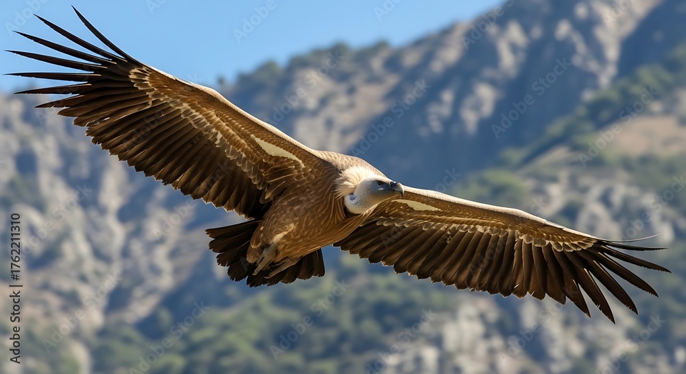 Obraz premium A large bird with brown and white feathers soars in front of a mountain range. The wings are fully outstretched