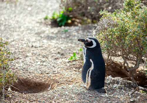 A penguin is standing in a field of grass