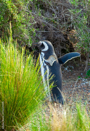 A penguin is standing in a field of grass
