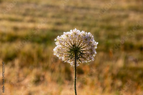 Close-up of the back of a common flower (Daucus) and its homogeneous geometries, Piana di Castelluccio, Umbria, Sibillini Mountains, Italy