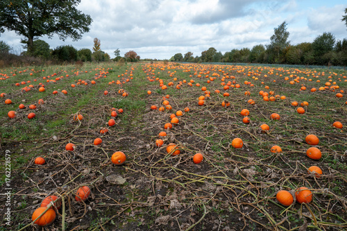 Feld mit reifen Kürbissen in Schleswig-Holstein, Deutschland