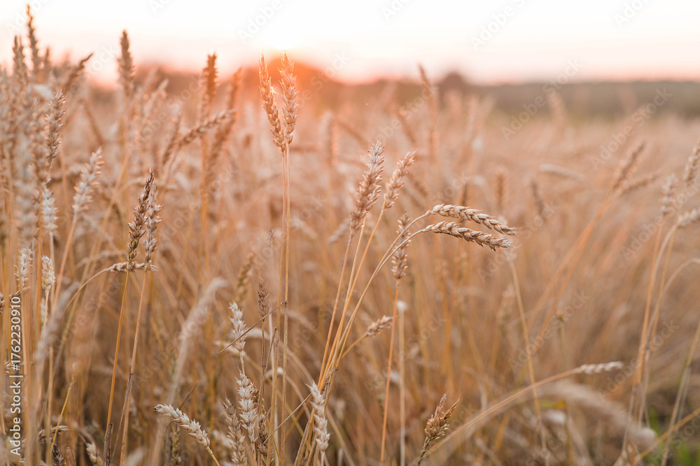Fototapeta premium A rural landscape at sunset. Golden wheat stalks against the backdrop of a ripening field. A close-up of an agricultural cereal plant. The concept of planting and harvesting a bountiful harvest.