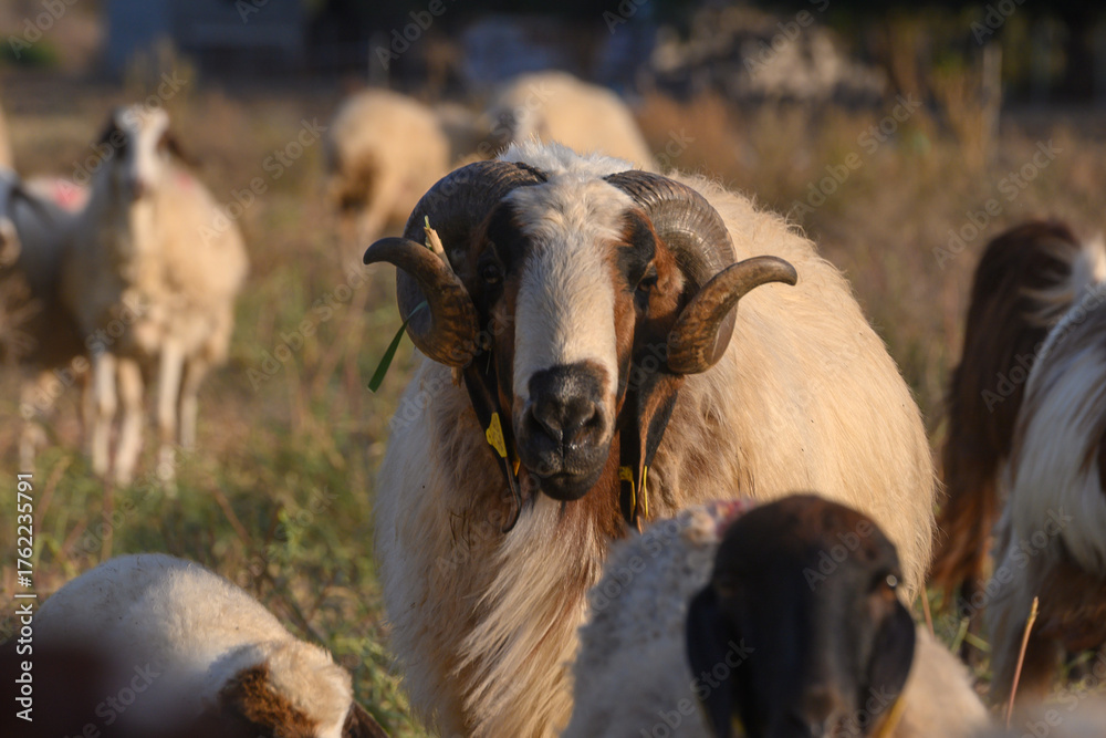 Fototapeta premium Cypriot Ram Close Up Portrait