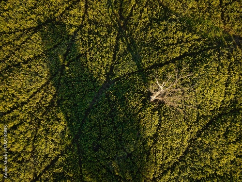 a clearing from above in summer