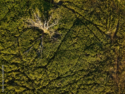 a clearing from above in summer