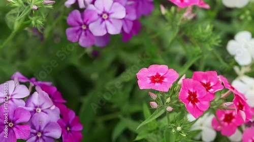 Variety of colorful phlox flowers in shades of pink, purple, and white blooming in a vibrant green garden