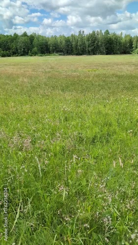 meadow during strong wind with waving grass