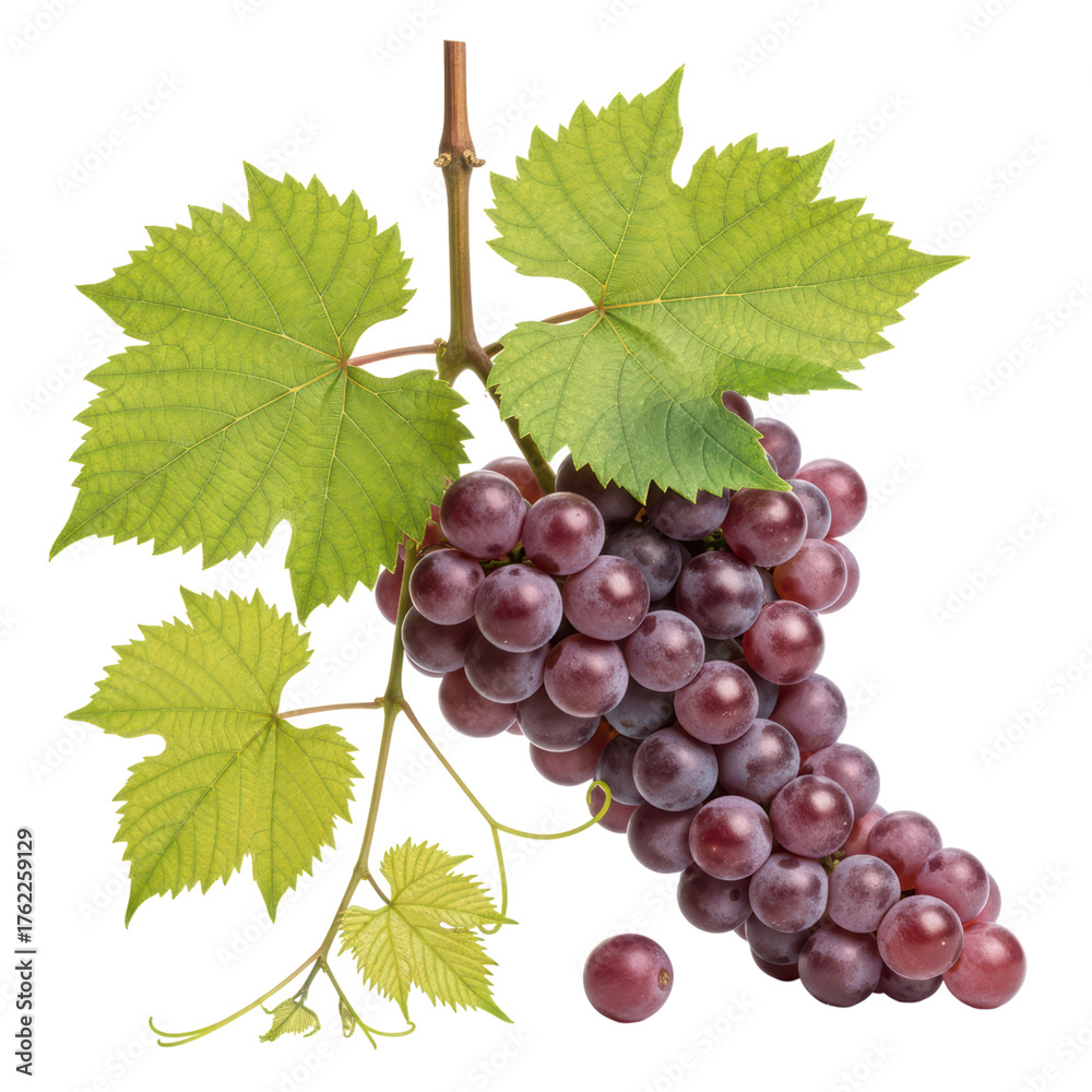 Fototapeta premium Vibrant red grapes cluster with green leaves on transparent background