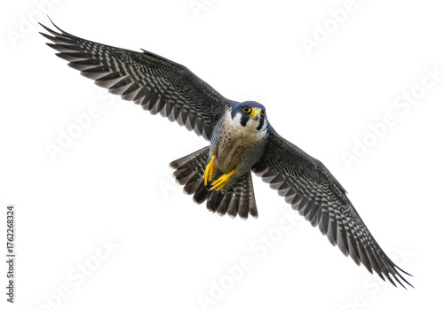 Tableau sur toile Isolated peregrine falcon in midair, poised to swoop while flapping wings and gr